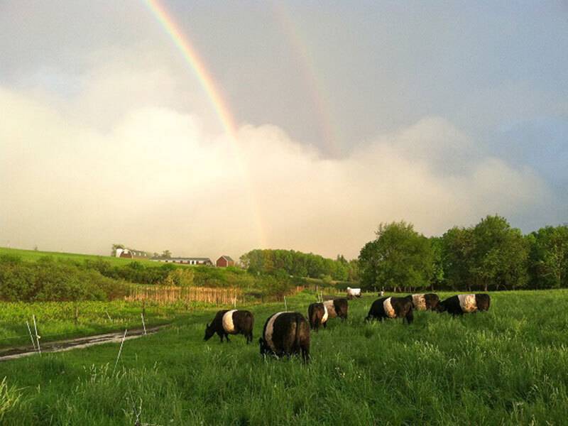 Belted Galloway cattle in a rural green field with a rainbow in the background
