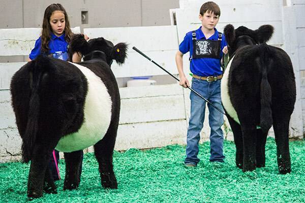 Young woman and man in blue polo shirts showing cattle in a show ring
