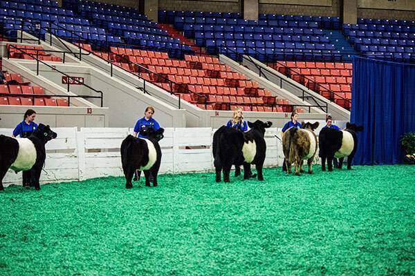 Young people showing cattle in arena with red and blue seats