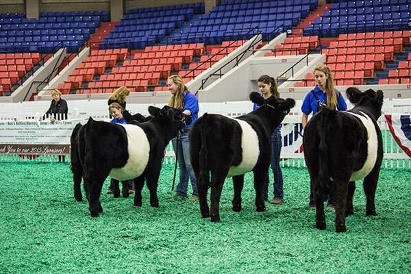 Young people showing cattle in an arena with red and blue seats