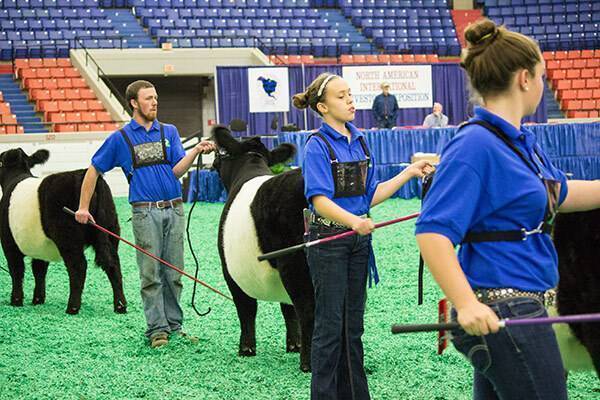 Three young people showing cattle in arena with red and blue seats