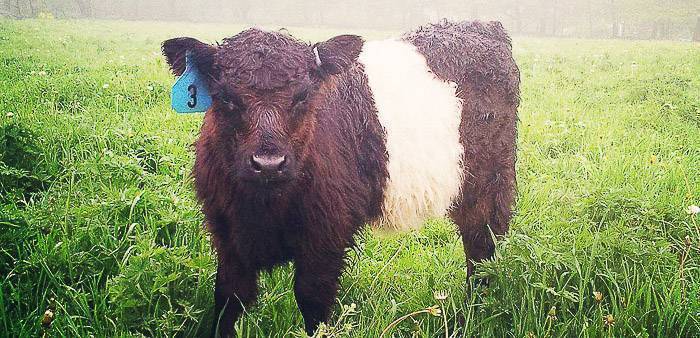 Conciliator Rectangle funnel Home | Belted Galloway Society